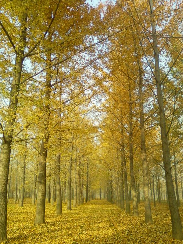 15公分銀杏樹價格圖片