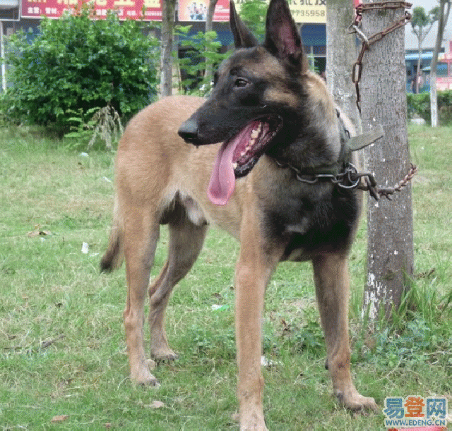 哪里有好斗的馬犬