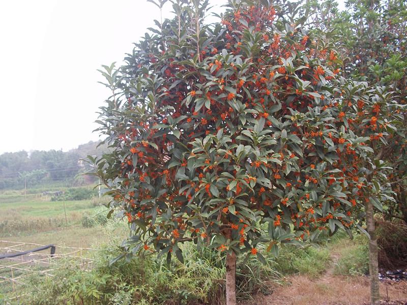 供應(yīng)桂花苗報價，廣西桂花基地，欽州桂花苗供貨商