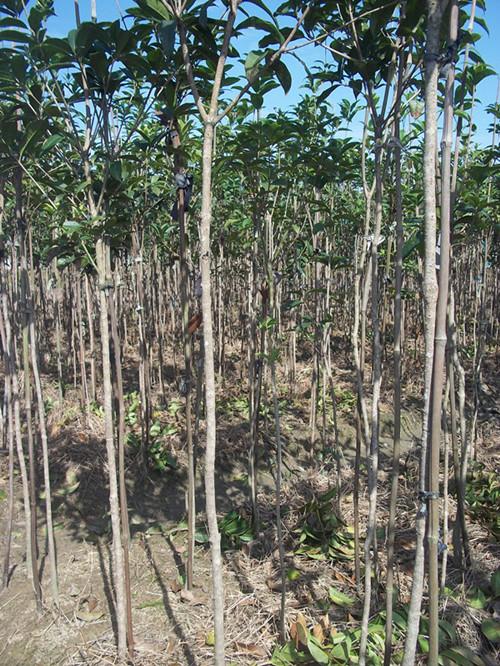 荔浦八月桂那里最便宜圖片