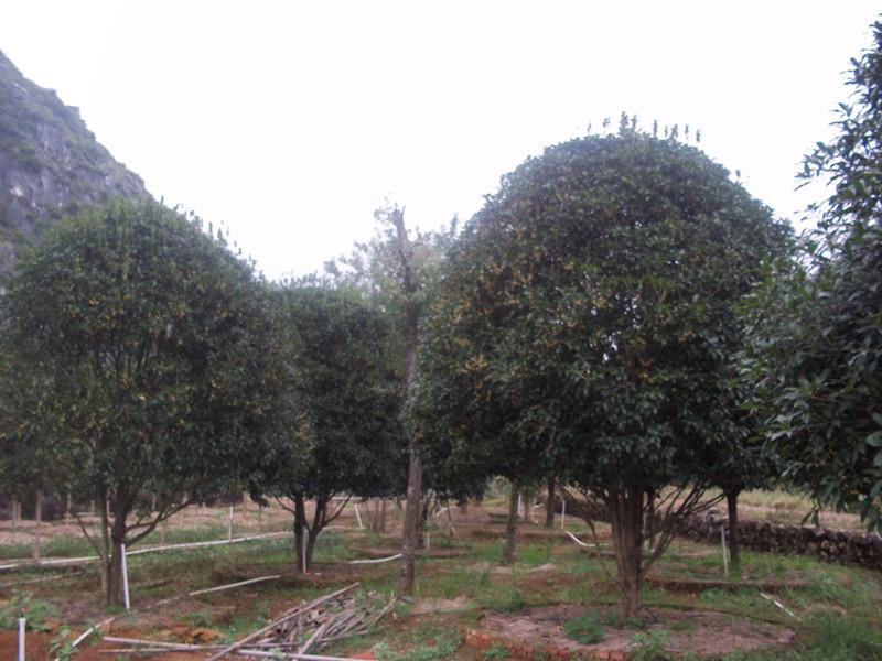 供應(yīng)廣西金球桂小苗、廣西金球桂批發(fā)