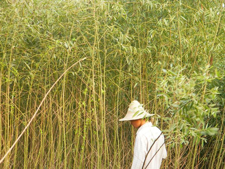 供應(yīng)來賓美國竹柳綠化苗直銷商，來賓美國竹柳綠化苗批發(fā)市場