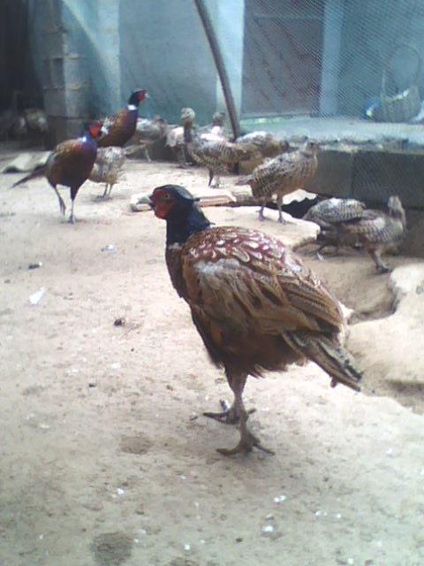 供應(yīng)徐州土雞苗；徐州土鴨苗；徐州土鵝苗；徐州土雞蛋