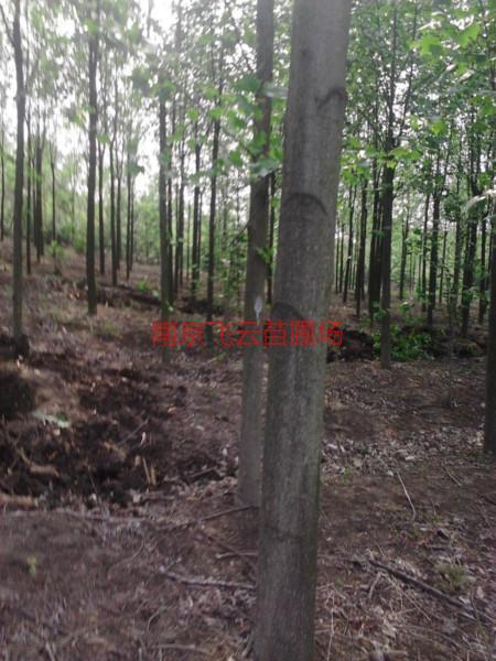 供應胸徑8公分馬褂木