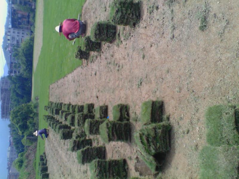 供應(yīng)福建草坪福建草坪福建草坪馬尼拉