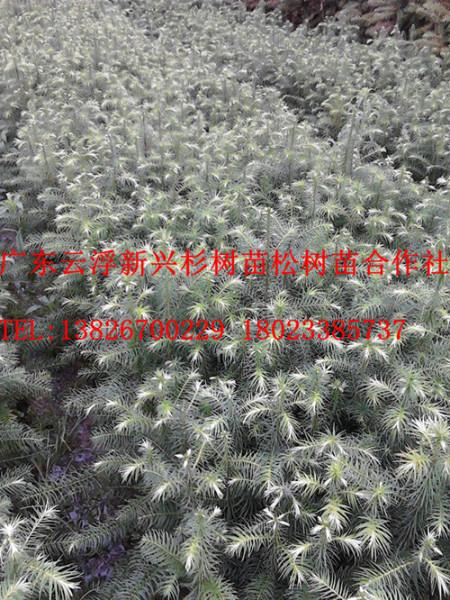 供應(yīng)清遠(yuǎn)速生杉苗基地  河源速生杉苗基地  德慶速生杉苗基地