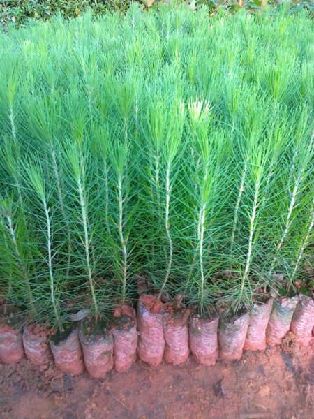 供應(yīng)工程油松看好云浮新興木苗合作社