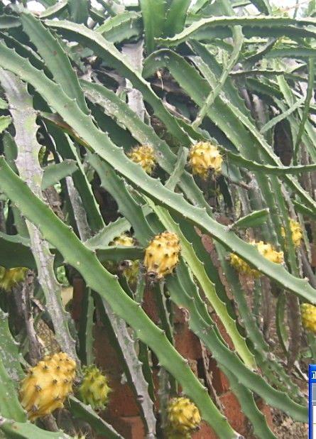 供應(yīng)白水晶火龍果批發(fā)價-白水晶火龍果哪里有賣