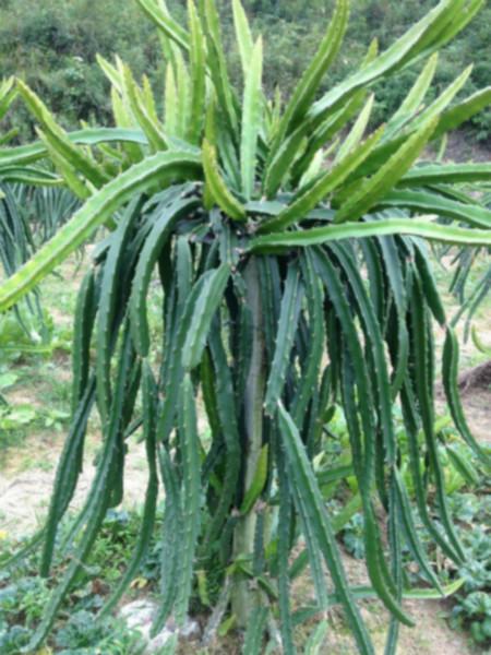 供應(yīng)白水晶火龍果批發(fā)價-白水晶火龍果哪里有賣