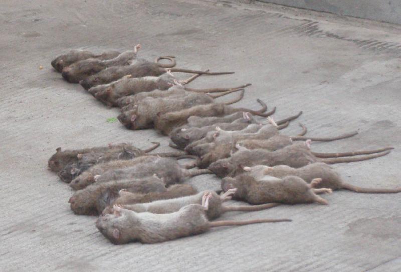 供應(yīng)桂林滅鼠滅白蟻滅蟑螂滅蚊蠅酒店飯店滅鼠滅蟑滅鼠公司