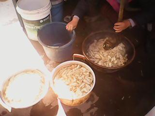 供應(yīng)牛蒡菜