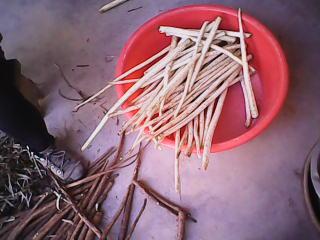 供應(yīng)牛蒡菜