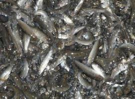 供應(yīng)河北鯽魚魚苗批發(fā)