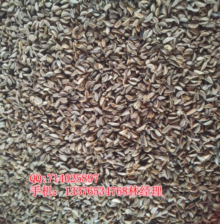 哪里有菩提樹種子賣，菩提樹種子價格，優(yōu)質(zhì)菩提樹種子批發(fā)*廣東省揭陽市業(yè)成苗木種子種苗