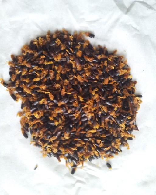 哪里有菩提樹種子賣，菩提樹種子價格，優(yōu)質(zhì)菩提樹種子批發(fā)*廣東省揭陽市業(yè)成苗木種子種苗