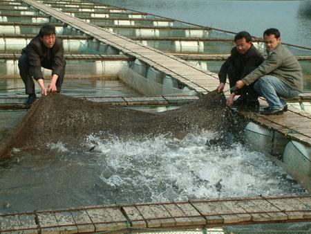 供應(yīng)捕魚*漁網(wǎng)，湖南捕魚*漁網(wǎng)，捕魚*漁網(wǎng)生產(chǎn)廠家