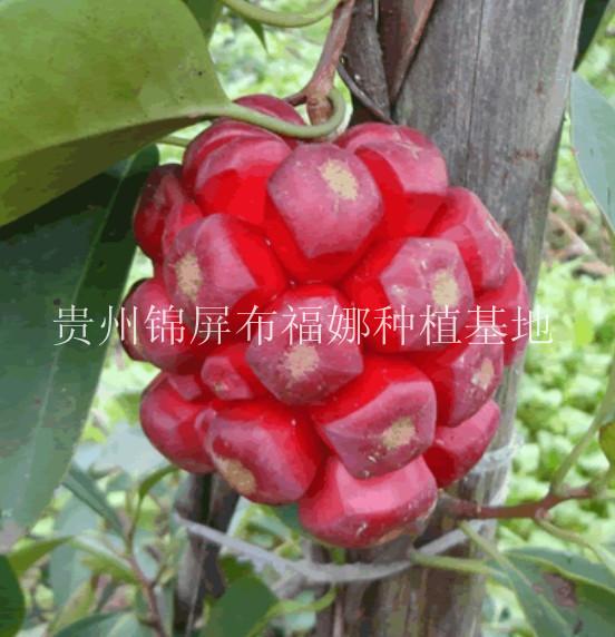 布福娜種苗圖片/布福娜種苗樣板圖 (4)