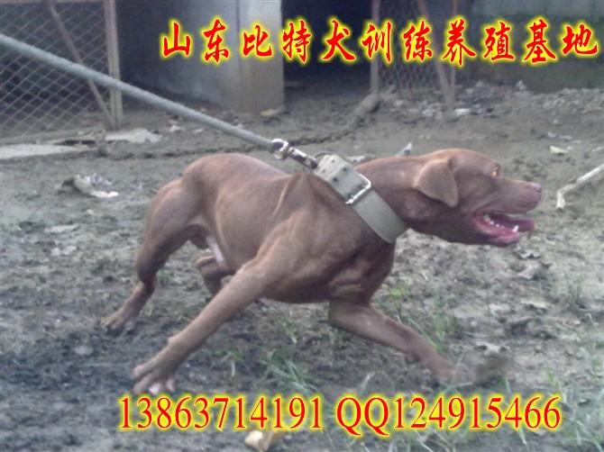 比特犬打架图片