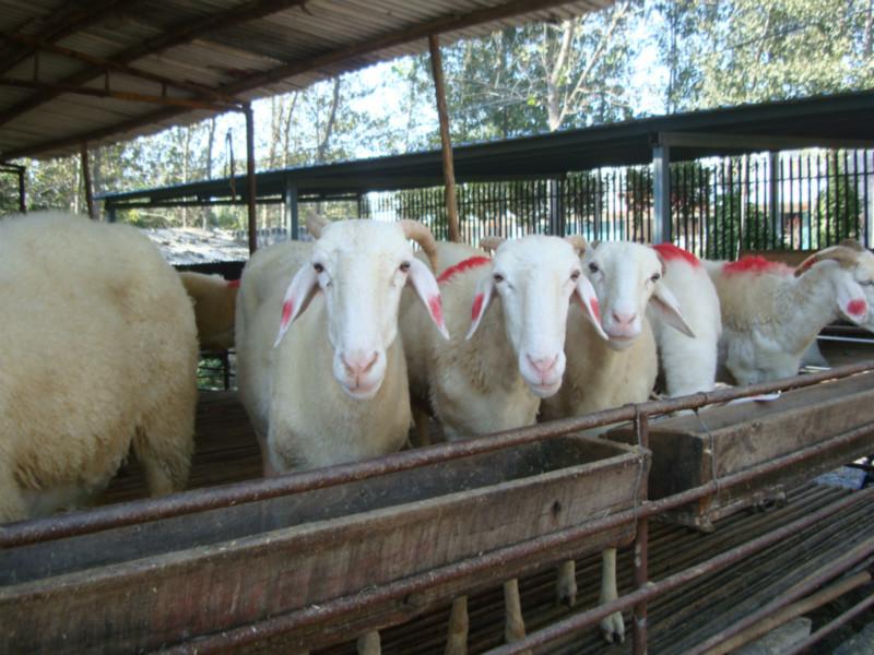 供應(yīng)杜泊綿羊杜寒雜交羊杜泊綿羊羔