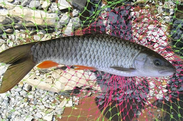 供應(yīng)廣州大口鰱苗批發(fā)商、供應(yīng)廣州大口鰱苗批發(fā)商