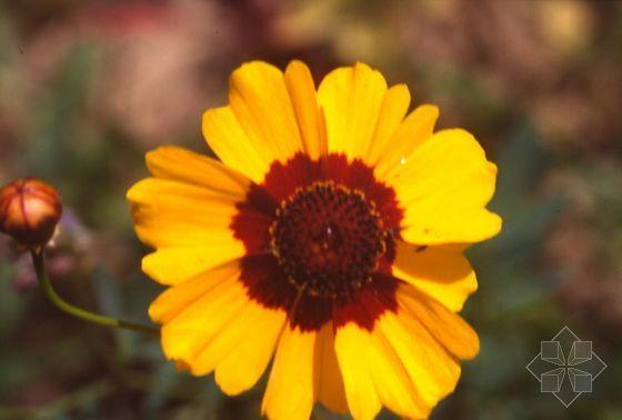 蛇目菊?qǐng)D片