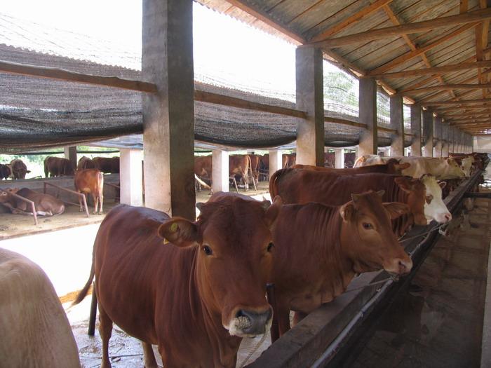 供應(yīng)桂陽(yáng)牛苗價(jià)格