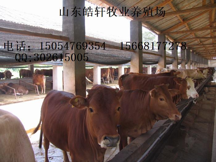 供應(yīng)德州驢肉驢西門塔爾小尾寒羊