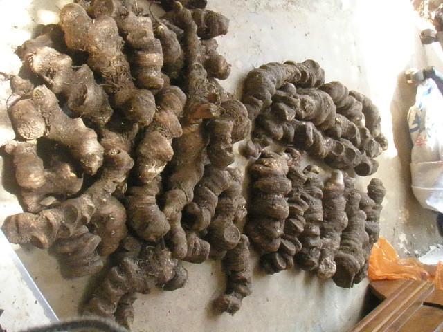 供應(yīng)獨(dú)定子種植基地 云南獨(dú)定子