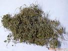 供應(yīng)獨(dú)定子種植基地 云南獨(dú)定子