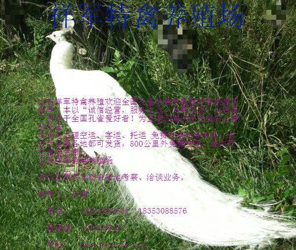 靈武市哪里有賣孔雀的圖片