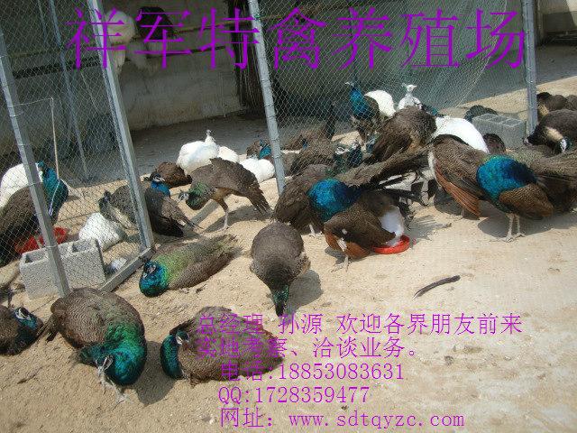 供應(yīng)永寧縣哪里有賣(mài)*的