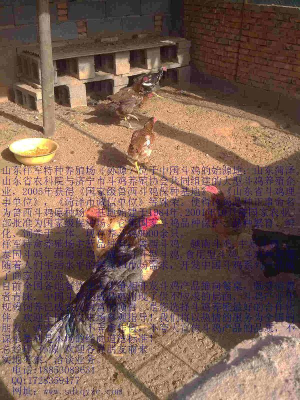 供應(yīng)宜良縣純種斗雞專賣