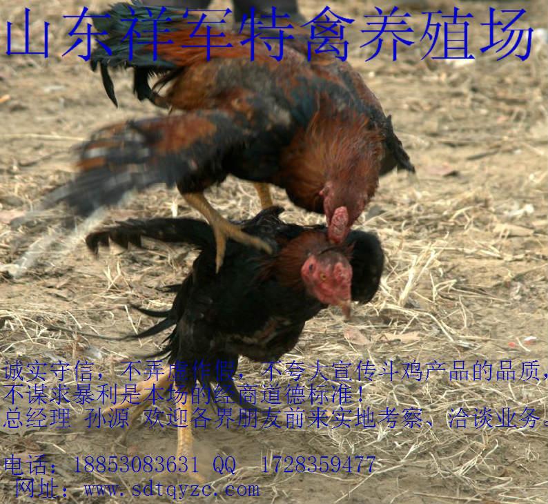 供應(yīng)宜良縣純種斗雞專賣