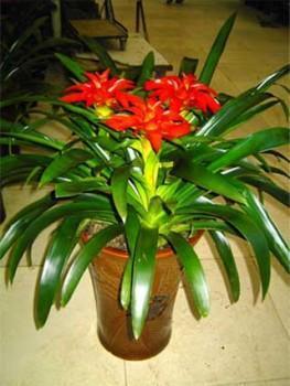 供應(yīng)北京綠植花卉租賃花卉臨時(shí)租擺