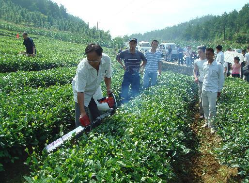 修茶机修枝机茶叶采摘机采茶机绿篱修剪机