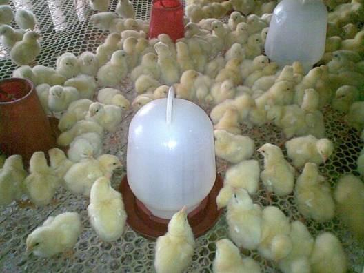 供應(yīng)青島塑料平網(wǎng)青島養(yǎng)殖用塑料平網(wǎng)