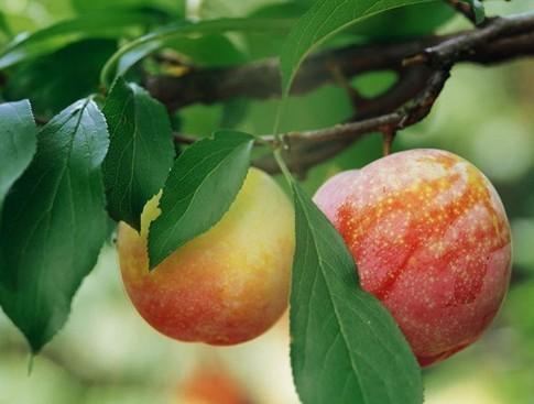 李子苗價(jià)格圖片