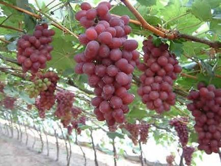 供應(yīng)河北營(yíng)養(yǎng)杯葡萄苗種植，葡萄苗供應(yīng)，葡萄青苗價(jià)格，葡萄苗批發(fā)