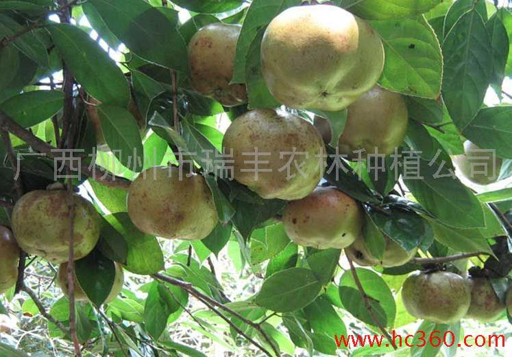 供應(yīng)大果紅花油茶苗軟枝油茶嫁接苗