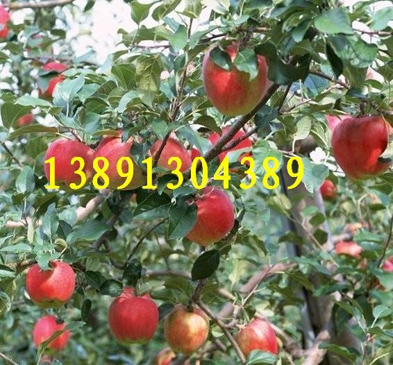 紅富士蘋果圖片/紅富士蘋果樣板圖 (4)