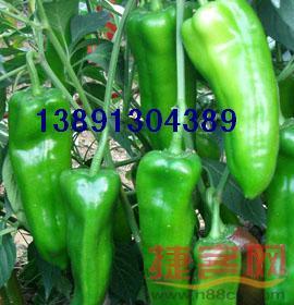 供應陜西蘿卜基地紅蘿卜產(chǎn)地批發(fā)