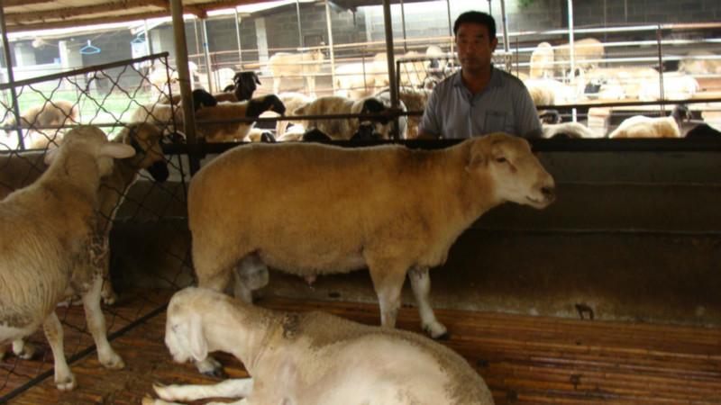 山東三元雜交牛 泰安有三元雜交牛嗎 濱州是否有三元雜交牛賣(mài)