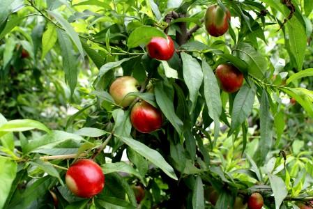 油桃圖片/油桃樣板圖 (4)