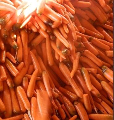 供應(yīng)東北心里美蘿卜價(jià)格*