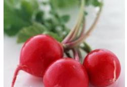 供應(yīng)東北蘿卜專業(yè)種殖批發(fā)