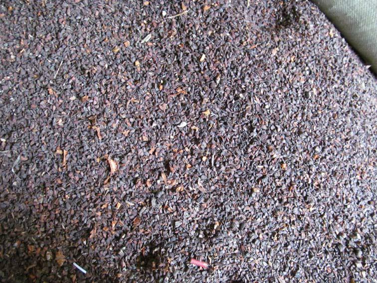 供應(yīng)河南木瓜種子/木瓜種子