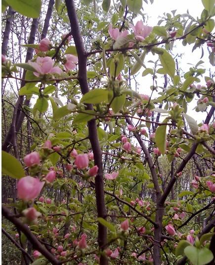 供應(yīng)河南木瓜種子/木瓜種子