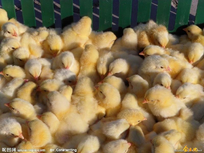 供應(yīng)徐州草雞苗