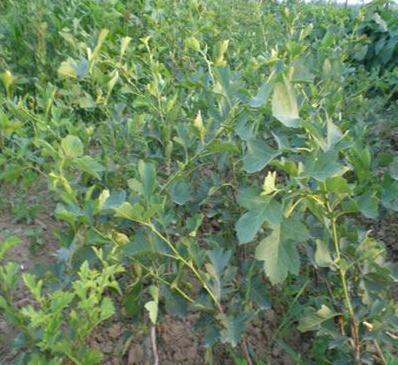 供應(yīng)優(yōu)質(zhì)桃樹(shù)苗