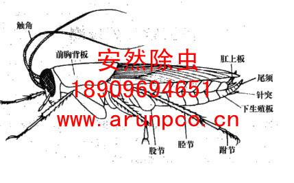 供应杀蟑螂药图片